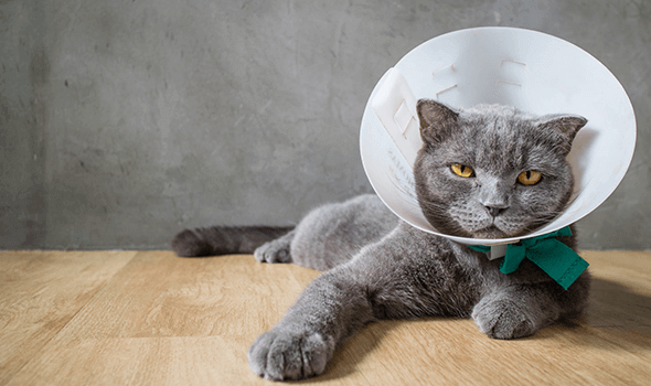Anesthesia and Patient Monitoring