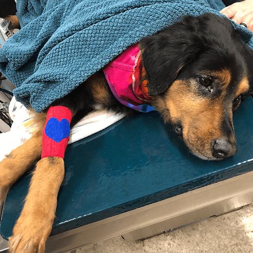 Pet Surgery