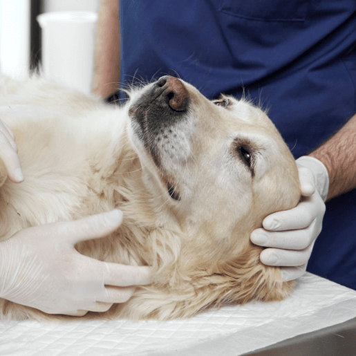 Anesthesia and Patient Monitoring